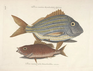 Fish, snakes, insects, and other animals as well as some plants - Mark Catesby — artwork view