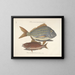 Fish, snakes, insects, and other animals as well as some plants - Mark Catesby — framed artwork on a wall