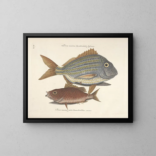 Fish, snakes, insects, and other animals as well as some plants - Mark Catesby — framed artwork on a wall