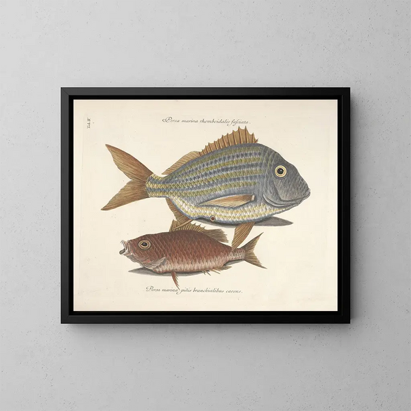 Fish, snakes, insects, and other animals as well as some plants - Mark Catesby — framed artwork on a wall