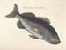 Fish, snakes, insects, and other animals as well as some plants - Mark Catesby — artwork view