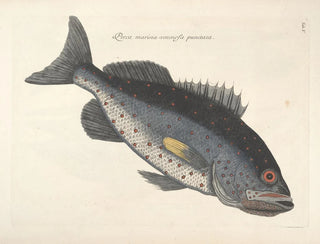 Fish, snakes, insects, and other animals as well as some plants - Mark Catesby — artwork view