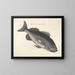 Fish, snakes, insects, and other animals as well as some plants - Mark Catesby — framed artwork on a wall