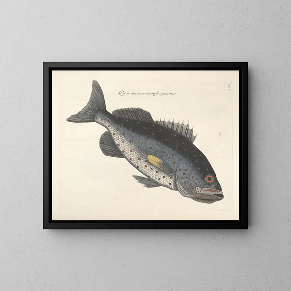 Fish, snakes, insects, and other animals as well as some plants - Mark Catesby — framed artwork on a wall