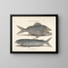 Fish, snake, insect, and other animal images as well as some plant images - Mark Catesby — framed artwork on a wall