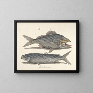 Fish, snake, insect, and other animal images as well as some plant images - Mark Catesby — framed artwork on a wall