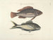 Fish, snakes, insects, and other animals as well as some plants - Mark Catesby — artwork view