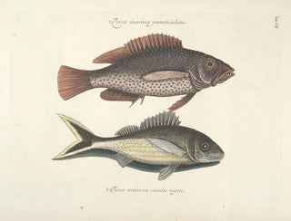 Fish, snakes, insects, and other animals as well as some plants - Mark Catesby — artwork view
