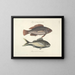 Fish, snakes, insects, and other animals as well as some plants - Mark Catesby — framed artwork on a wall