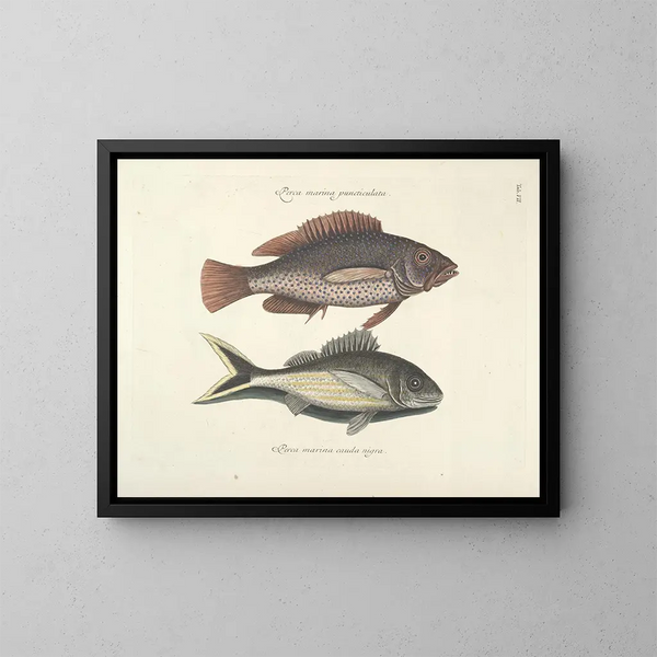 Fish, snakes, insects, and other animals as well as some plants - Mark Catesby — framed artwork on a wall