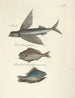 Fish, snakes, insects, and some other animals, as well as some plant photos Pl008 - Mark Catesby — artwork view