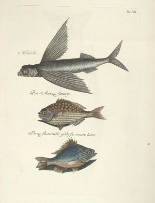 Mark Catesby - Piscium serpentum insectorum aliorumque nonnullorum animalum nec non plantarum quarundam imagines Pl008.webp