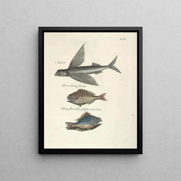 Fish, snakes, insects, and some other animals, as well as some plant photos Pl008 - Mark Catesby — framed artwork on a wall