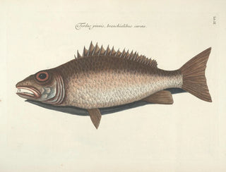 Images of fish, snakes, insects, and other animals as well as some plants - Mark Catesby — artwork view