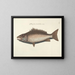 Images of fish, snakes, insects, and other animals as well as some plants - Mark Catesby — framed artwork on a wall