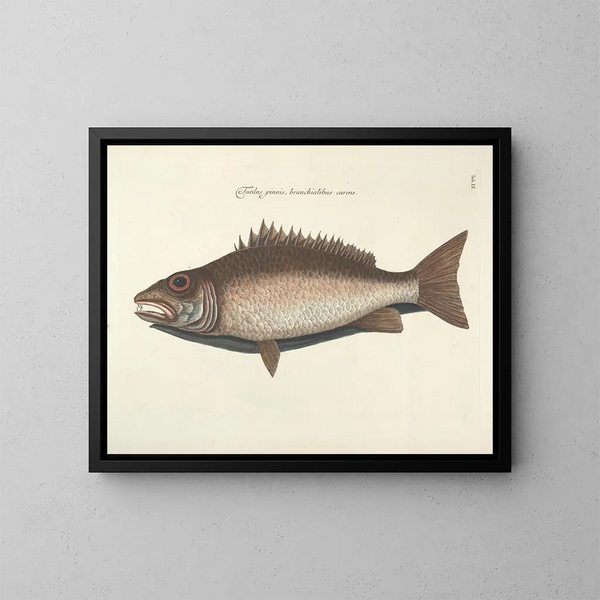 Images of fish, snakes, insects, and other animals as well as some plants - Mark Catesby — framed artwork on a wall