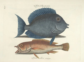 Images of fish, snakes, insects, and other animals as well as some plants - Mark Catesby — artwork view