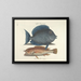 Images of fish, snakes, insects, and other animals as well as some plants - Mark Catesby — framed artwork on a wall