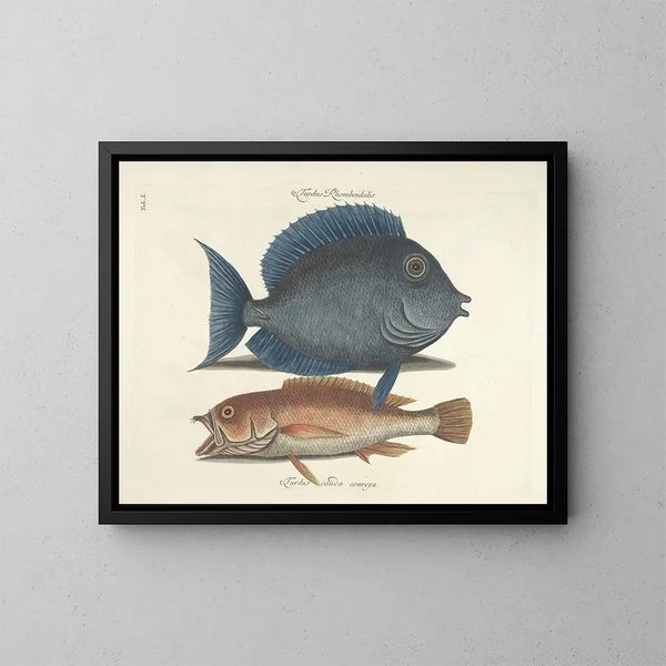 Images of fish, snakes, insects, and other animals as well as some plants - Mark Catesby — framed artwork on a wall