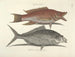 Fish, snakes, insects, and other animals as well as some plants - Mark Catesby — artwork view