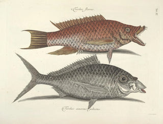 Fish, snakes, insects, and other animals as well as some plants - Mark Catesby — artwork view