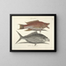 Fish, snakes, insects, and other animals as well as some plants - Mark Catesby — framed artwork on a wall