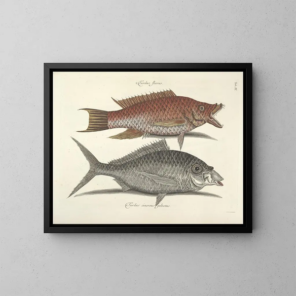 Fish, snakes, insects, and other animals as well as some plants - Mark Catesby — framed artwork on a wall