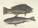 Fish, snakes, insects, and other animals as well as some plants - Mark Catesby — artwork view