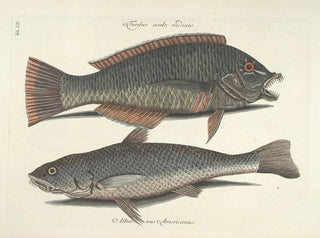 Fish, snakes, insects, and other animals as well as some plants - Mark Catesby — artwork view