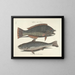 Fish, snakes, insects, and other animals as well as some plants - Mark Catesby — framed artwork on a wall