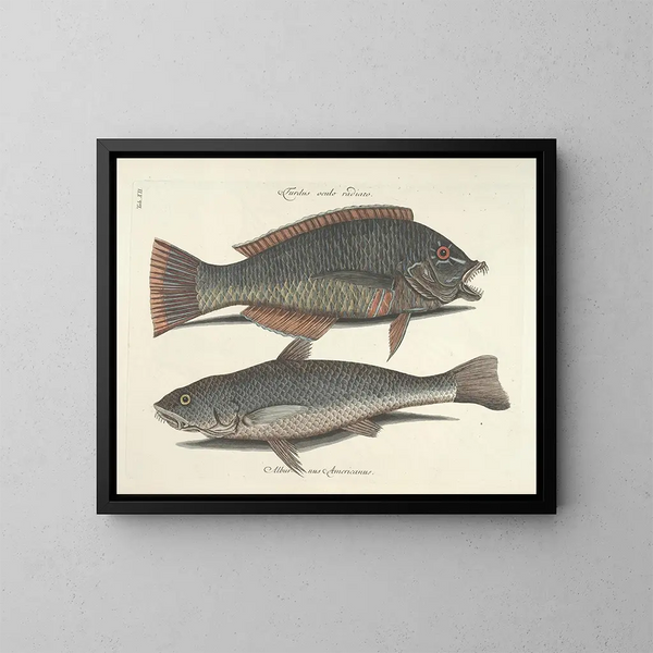 Fish, snakes, insects, and other animals as well as some plants - Mark Catesby — framed artwork on a wall
