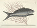 Fish, snakes, insects, and other animals as well as some plants - Mark Catesby — artwork view