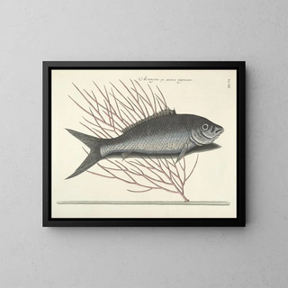 Fish, snakes, insects, and other animals as well as some plants - Mark Catesby — framed artwork on a wall