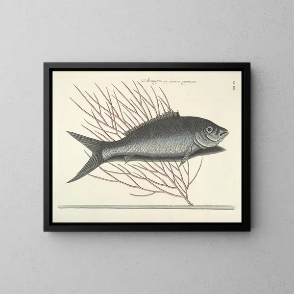 Fish, snakes, insects, and other animals as well as some plants - Mark Catesby — framed artwork on a wall