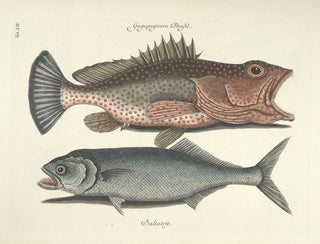 Images of fish, snakes, insects, and other animals as well as some plants Pl014 - Mark Catesby — artwork view