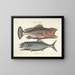 Images of fish, snakes, insects, and other animals as well as some plants Pl014 - Mark Catesby — framed artwork on a wall