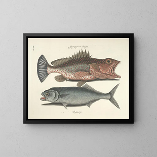 Images of fish, snakes, insects, and other animals as well as some plants Pl014 - Mark Catesby — framed artwork on a wall