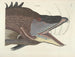 Images of fish, snakes, insects, and other animals as well as some plants - Mark Catesby — artwork view