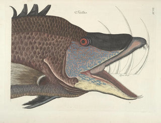 Images of fish, snakes, insects, and other animals as well as some plants - Mark Catesby — artwork view