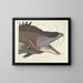 Images of fish, snakes, insects, and other animals as well as some plants - Mark Catesby — framed artwork on a wall