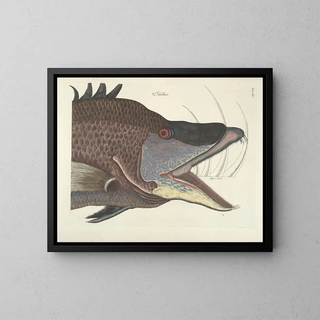 Images of fish, snakes, insects, and other animals as well as some plants - Mark Catesby — framed artwork on a wall