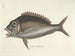 Images of fish, snakes, insects, and other animals as well as some plants - Mark Catesby — artwork view