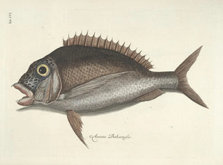 Images of fish, snakes, insects, and other animals as well as some plants - Mark Catesby — artwork view