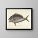 Images of fish, snakes, insects, and other animals as well as some plants - Mark Catesby — framed artwork on a wall