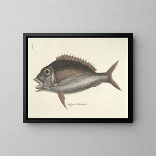 Images of fish, snakes, insects, and other animals as well as some plants - Mark Catesby — framed artwork on a wall