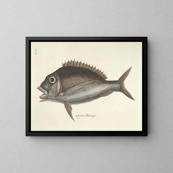 Images of fish, snakes, insects, and other animals as well as some plants - Mark Catesby — framed artwork on a wall