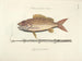 Images of fish, snakes, insects, and other animals as well as some plants - Mark Catesby — artwork view