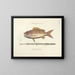 Images of fish, snakes, insects, and other animals as well as some plants - Mark Catesby — framed artwork on a wall