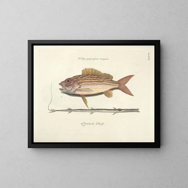Images of fish, snakes, insects, and other animals as well as some plants - Mark Catesby — framed artwork on a wall