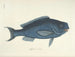 Fish, snakes, insects, and other animals as well as some plants - Mark Catesby — artwork view